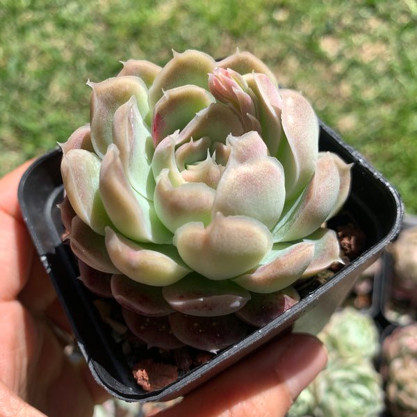 Echeveria Elegans Tide Moon 汐月月影 - Succulents Delight 2022 New Hybrid