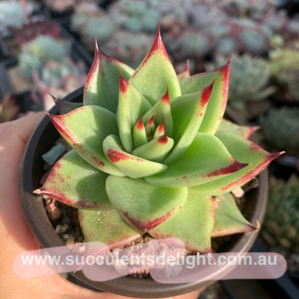 Echeveria Agavoides Red Line 红弦东云
