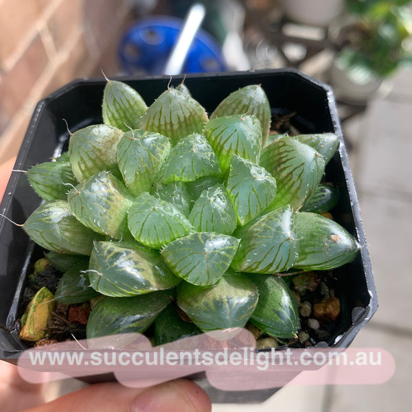 Haworthia Cooperi sp red silk 红丝姬玉露