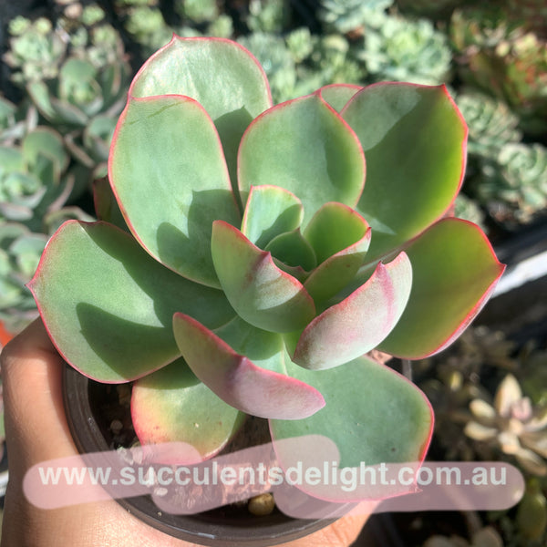 Echeveria White Rose 白玫瑰