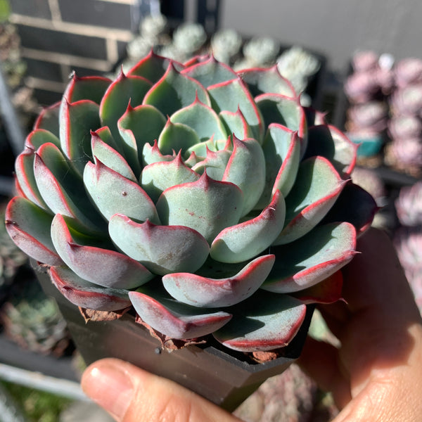 Echeveria Red Curve 红弧