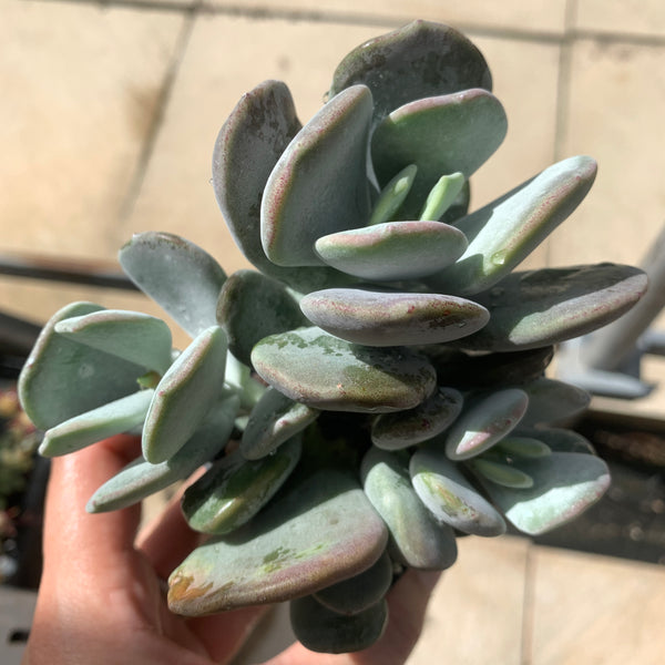 Cotyledon Jade Fan 玉扇
