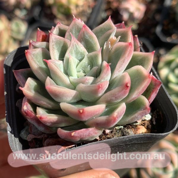 Echeveria Soul Light (with pattern lines) 灵光 （暗纹系）- Succulents Delight 2022 New Hybrid