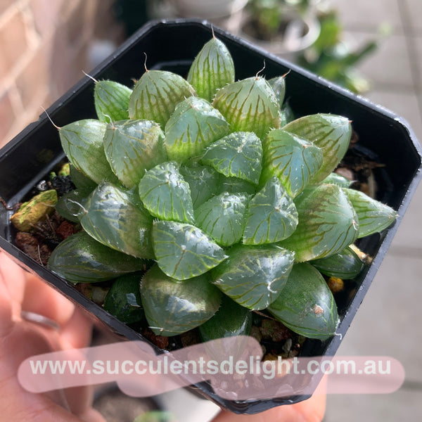 Haworthia Cooperi sp red silk 红丝姬玉露
