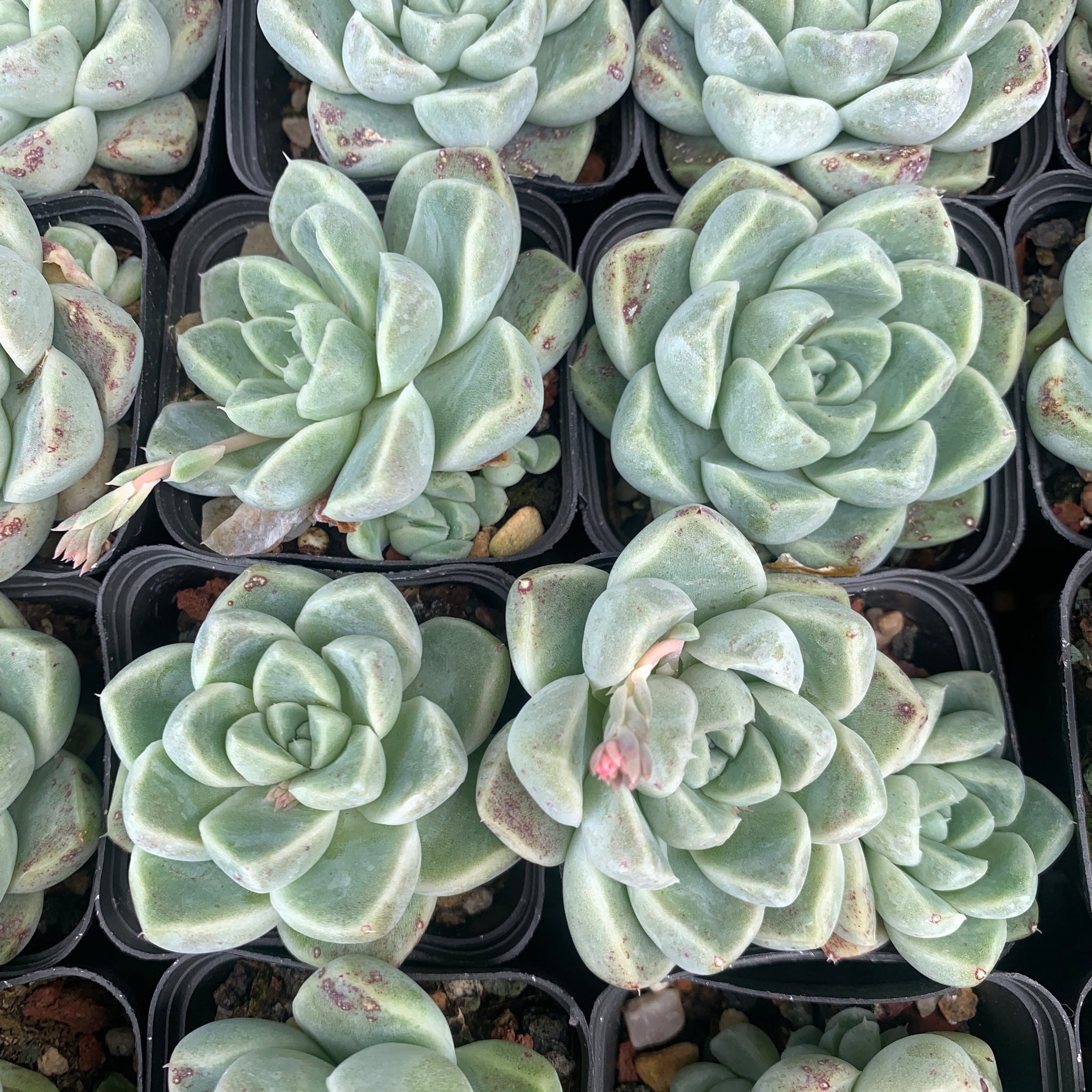 Echeveria Albicans 厚叶月影