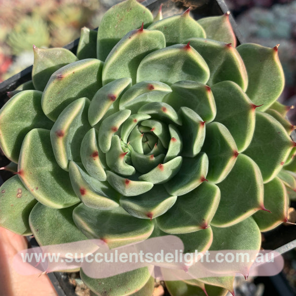 Echeveria Green Gravity 绿色引力 - Succulents Delight 2022 New Hybrid