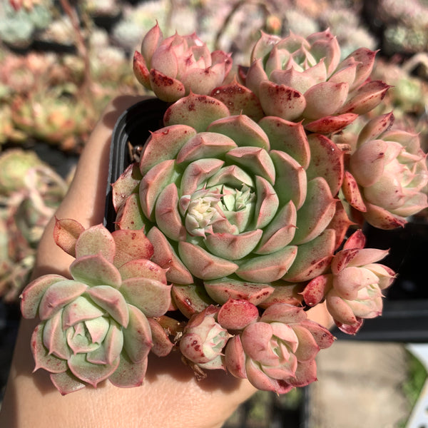 Echeveria Emerald Jade 翡翠玉