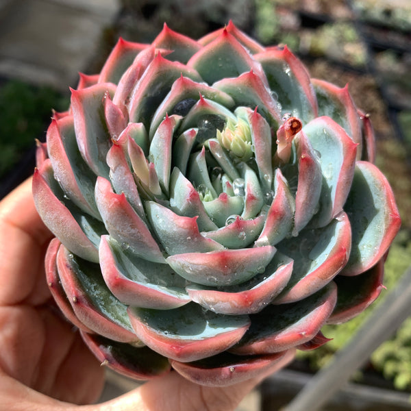 Echeveria Moon Peach 月桃