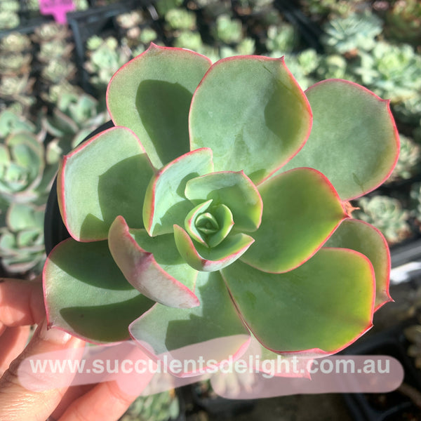 Echeveria White Rose 白玫瑰