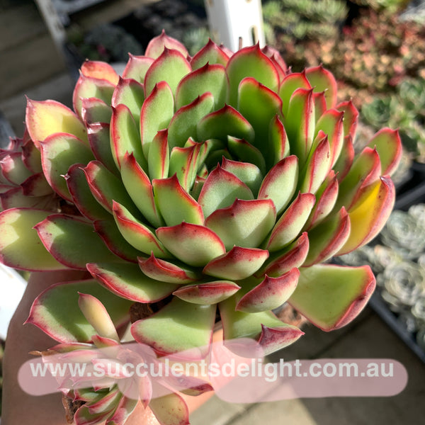 Echeveria Lingzhi 灵芝