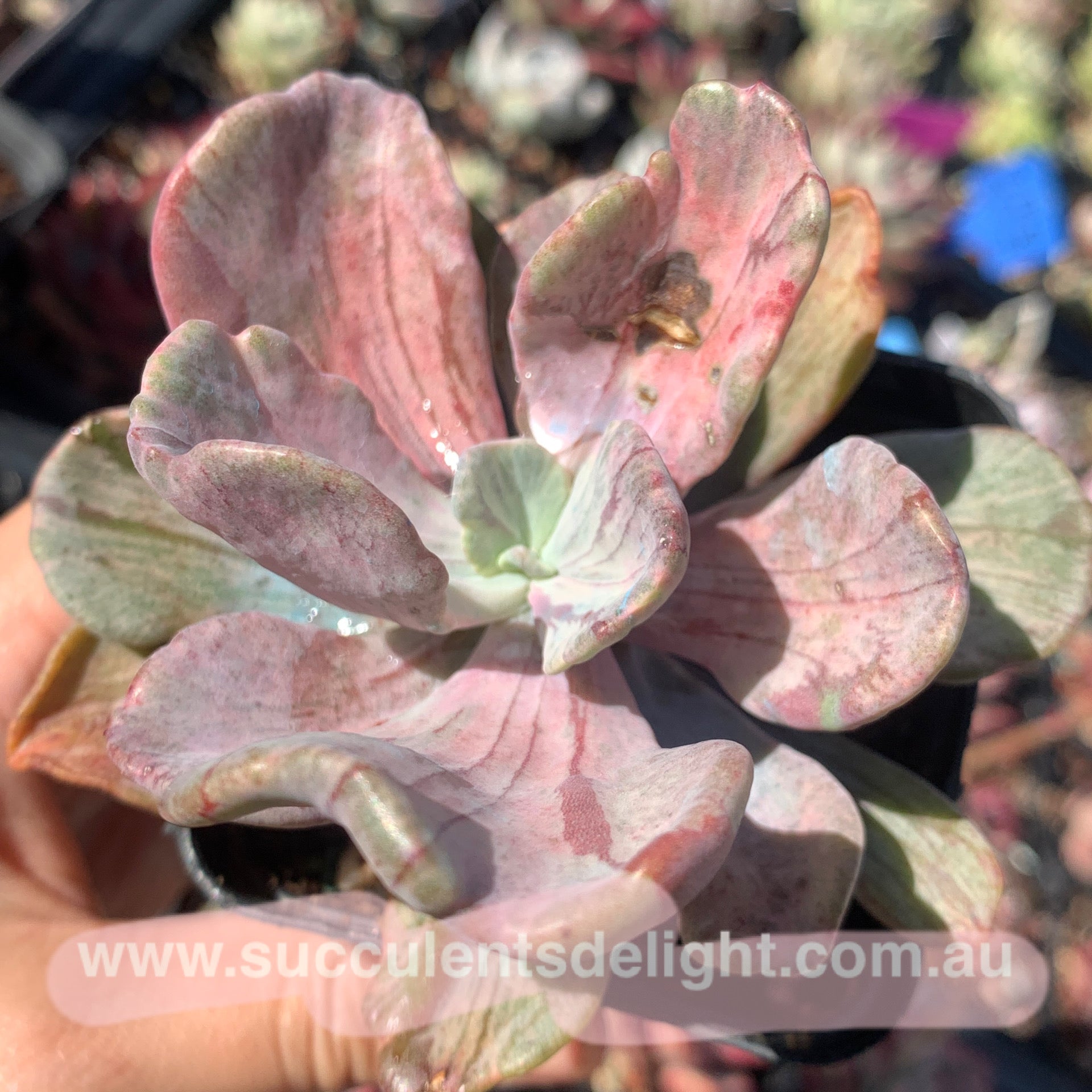 Echeveria Jocelyn‘s Joy variegated 乔斯林的喜悦