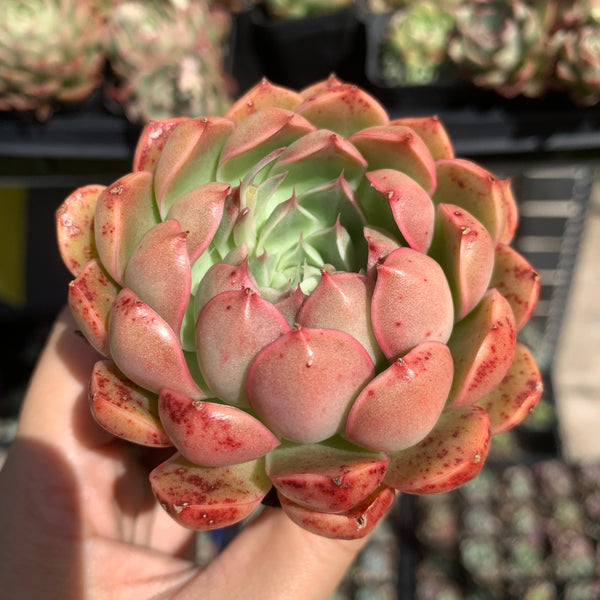 Echeveria Emerald Jade 翡翠玉