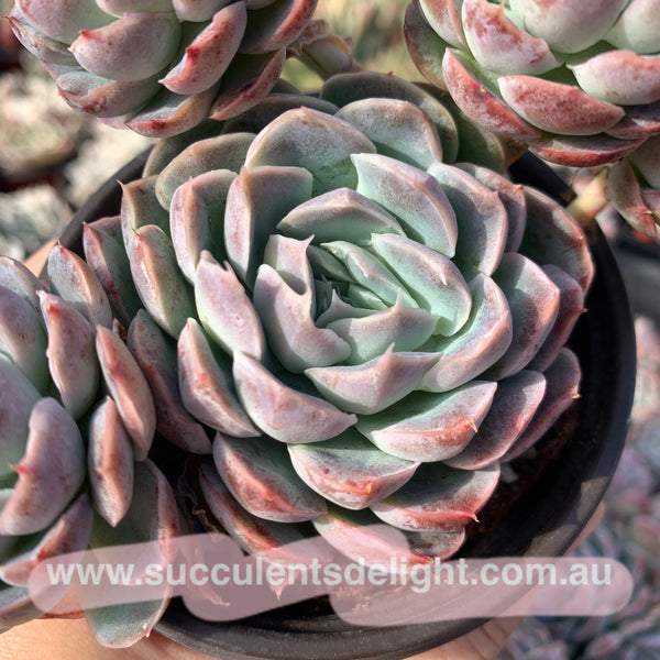 Echeveria Elegans Athena 月影雅典娜
