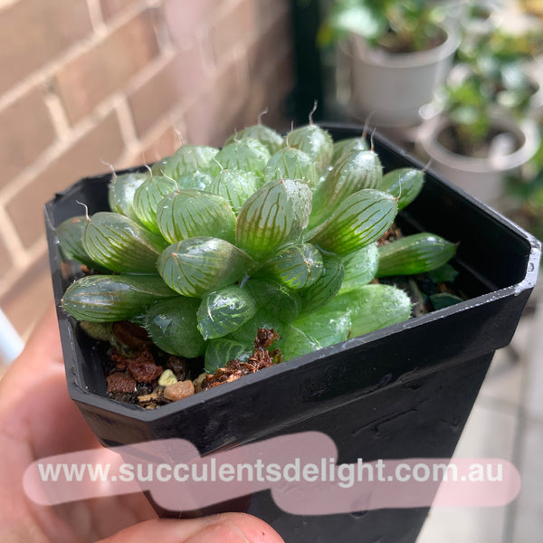 Haworthia Cooperi sp red silk 红丝姬玉露