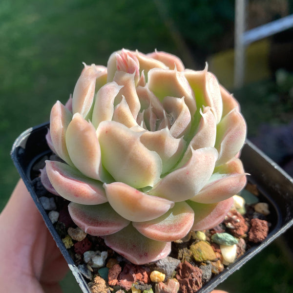 Echeveria Elegans Tide Moon 汐月月影 - Succulents Delight 2022 New Hybrid