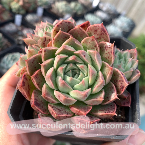 Echeveria Emerald Jade 翡翠玉