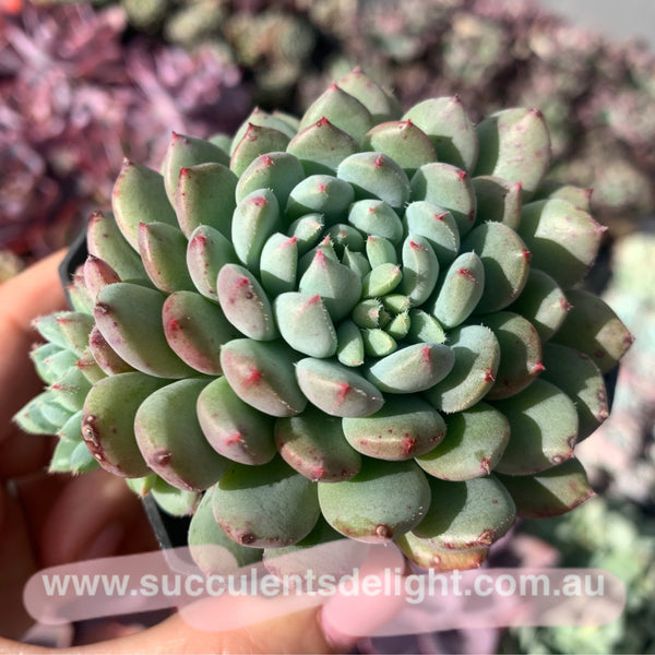 Echeveria setosa rondelli 姬小光