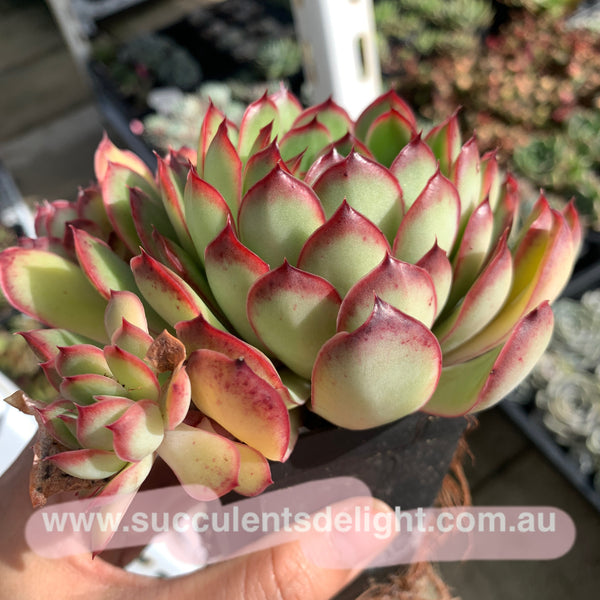 Echeveria Lingzhi 灵芝