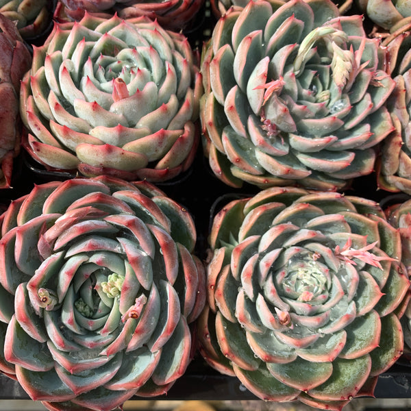 Echeveria Moon Peach 月桃
