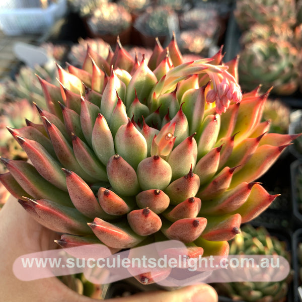 Echeveria Ebony zaragozae 绿爪x乌木