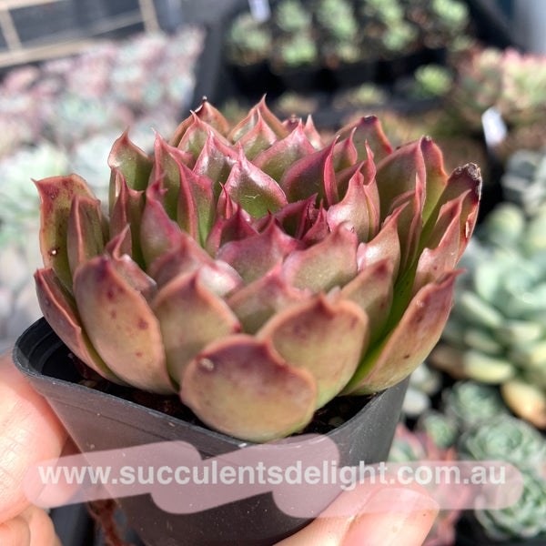 Echeveria Purple Butterfly 紫蝴蝶