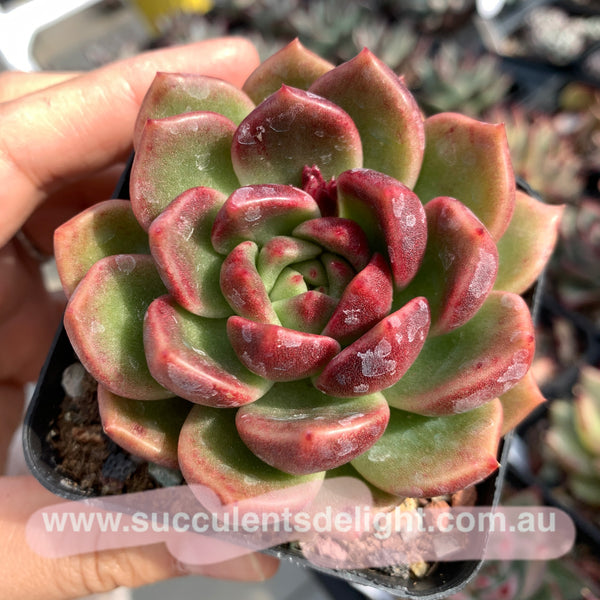 Echeveria White Amethyst 白紫晶