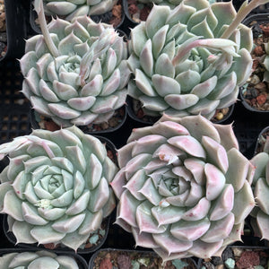 Echeveria Yulania Queen 白玉兰女王