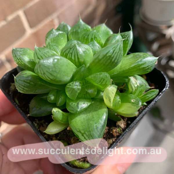 Haworthia Cooperi sp Suzhou cluster (no variegation) 苏州玉露锦（退锦）