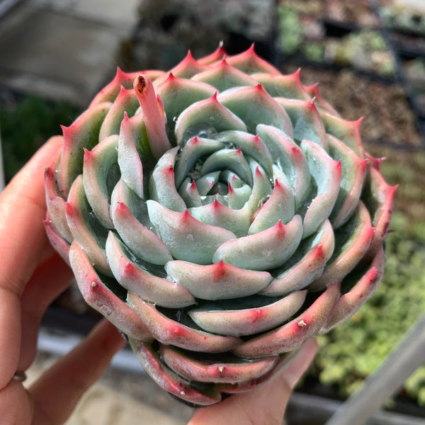 Echeveria Moon Peach 月桃