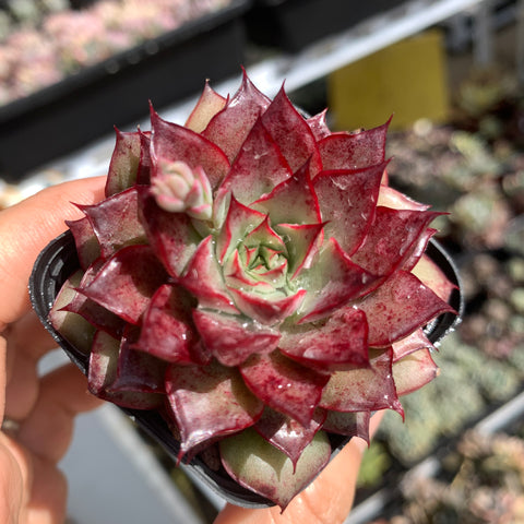 Echeveria Magical Fairy 魔法仙女 - Succulents Delight New Hybrid