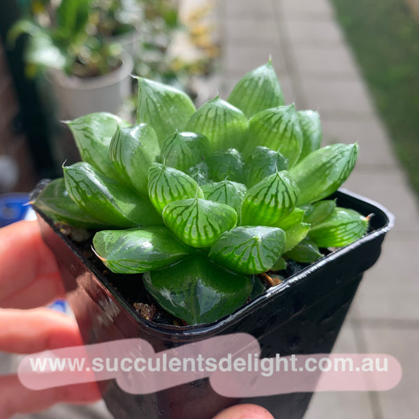 Haworthia Cooperi sp Suzhou cluster (no variegation) 苏州玉露锦（退锦）