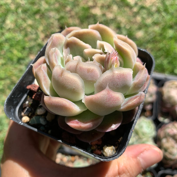 Echeveria Elegans Tide Moon 汐月月影 - Succulents Delight 2022 New Hybrid