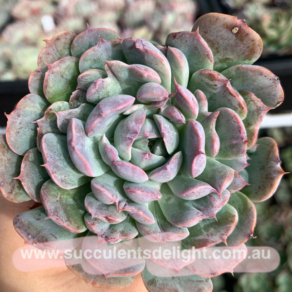 Echeveria Tuxpan Pinwheel X Alba Mini Mutation 纸风车美妮变异