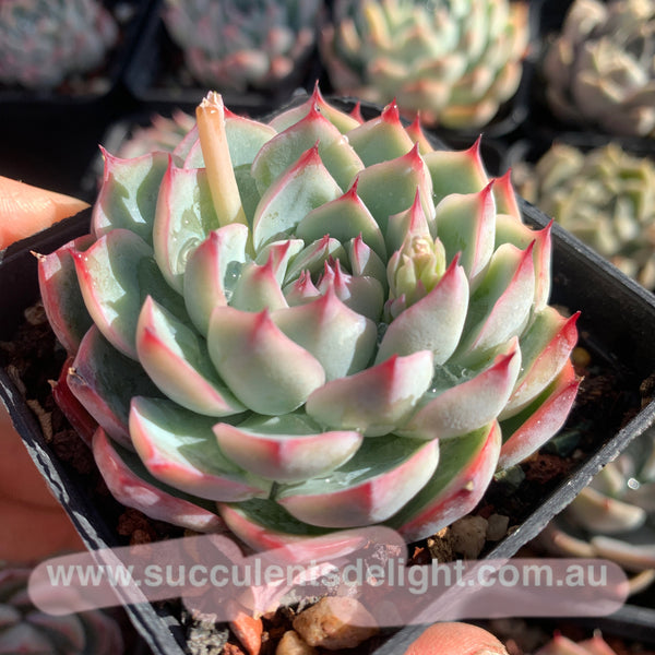 Echeveria Pink Barbie 粉芭比娃娃 Succulents Delight  New Hybrid