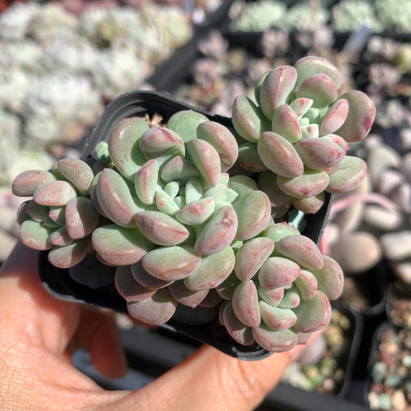 Echeveria meteorites beans 流星粉豆