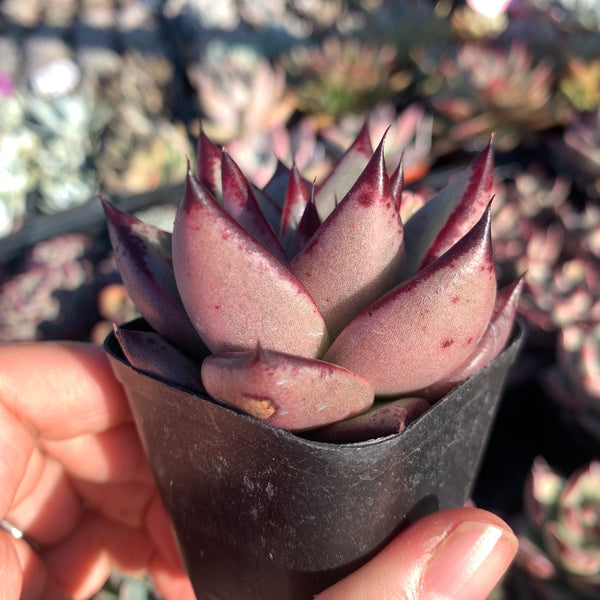 Echeveria Agavoides Love Story 爱情故事