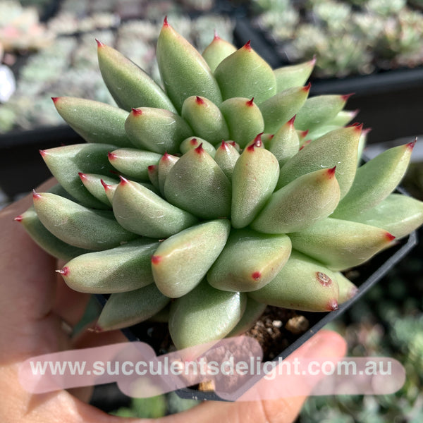 Echeveria agavoides Crest 东云缀化