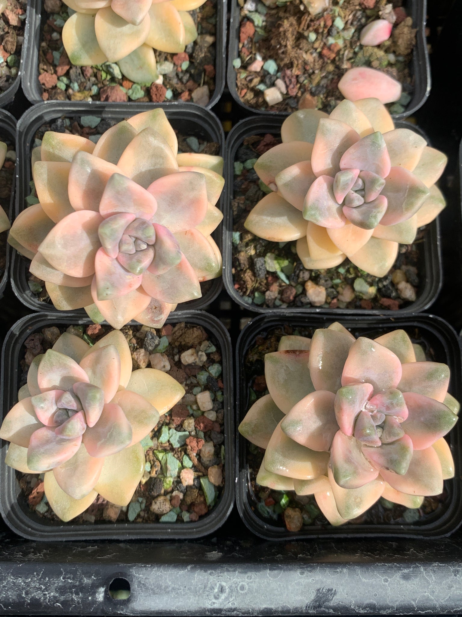 (Copy) bernalense variegata 美杏锦