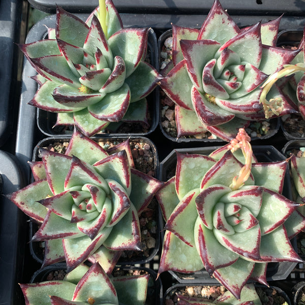 Echeveria Agavoides Ebony (seed grown) 实生乌木