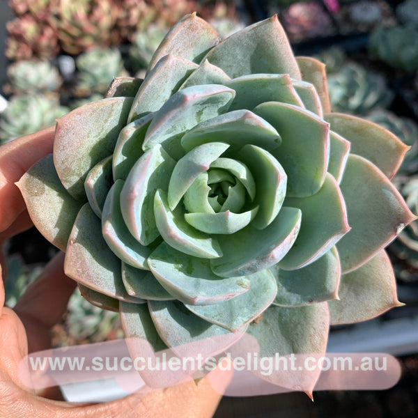 Sedum suaveolens aka Sedeveria blue lotus 木樨甜心
