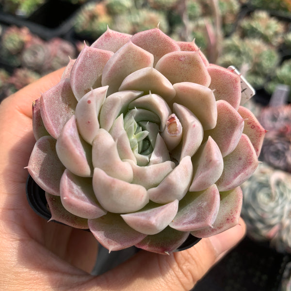 Echeveria Queen of Silversea 银海女王