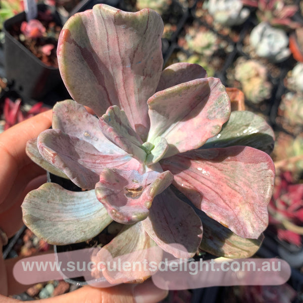 Echeveria Jocelyn‘s Joy variegated 乔斯林的喜悦