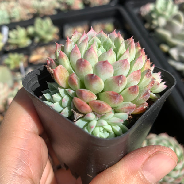 Echeveria Alba Neon 阿尔巴小霓虹