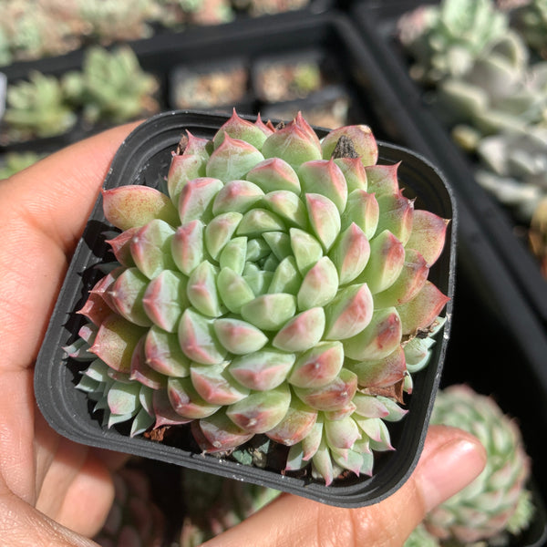 Echeveria Alba Neon 阿尔巴小霓虹