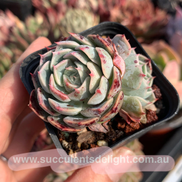Echeveria San Camellia 圣卡美妮