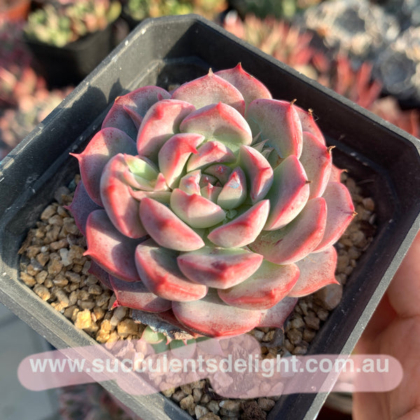 Echeveria Adorable 可爱多