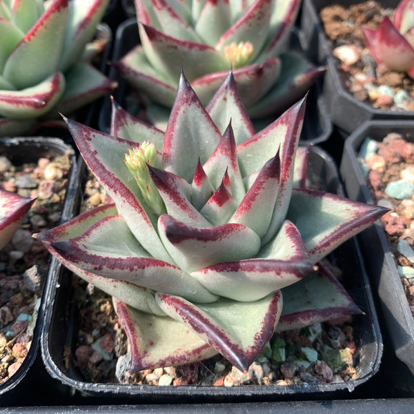 Echeveria Agavoides Ebony (seed grown) 实生乌木