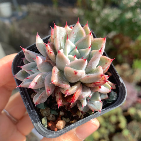 Echeveria Ruby zaragozae 血爪 - Succulents Delight New Hybrid