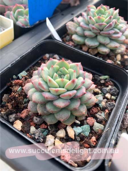 Echeveria Latte 拿铁