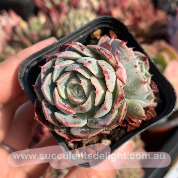 Echeveria San Camellia 圣卡美妮
